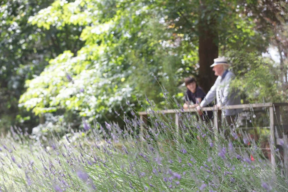 Ashcombe Doolhof & lavendeltuinen: Toegangsticket Twee mensen staan achter een houten hek in een tuin met hoge lavendelplanten op de voorgrond en weelderige bomen op de achtergrond.