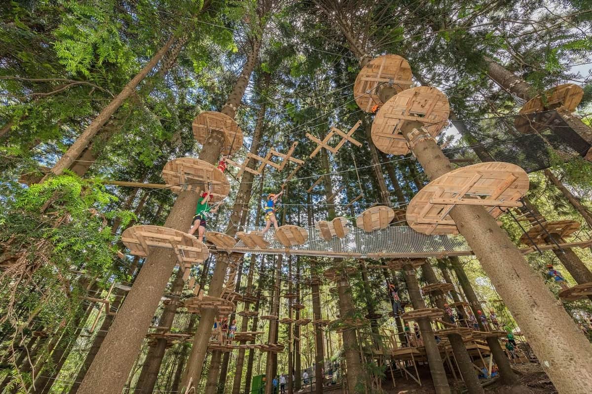Treetops The Hills