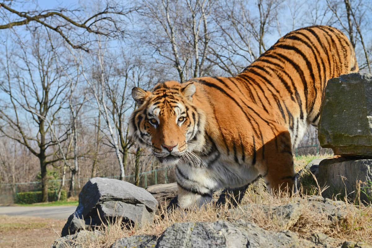 Pombia Safari Park: Entry Ticket tiger