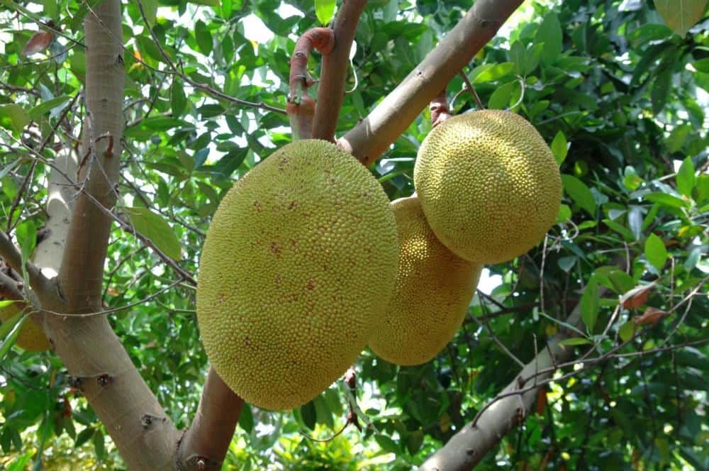 Three jackfruits hanging from a tree branch, surrounded by green foliage in a natural setting.