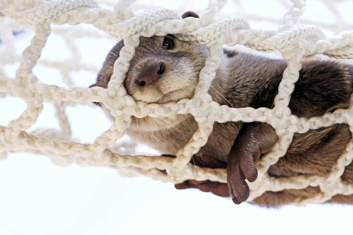 A curious otter peeking through the gaps of a white rope net, with its paw and face visible.