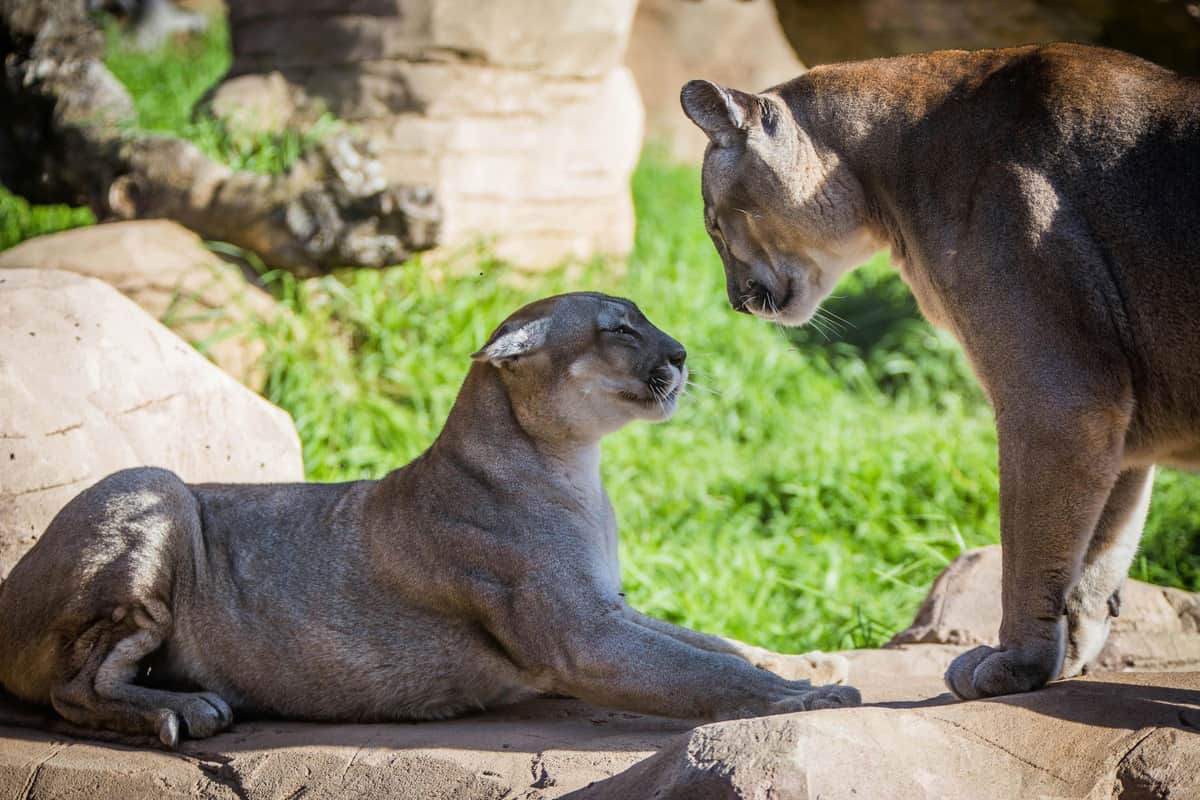 Two cougars interacting on a rocky surface, with one lying down and the other standing, in a grassy outdoor setting.