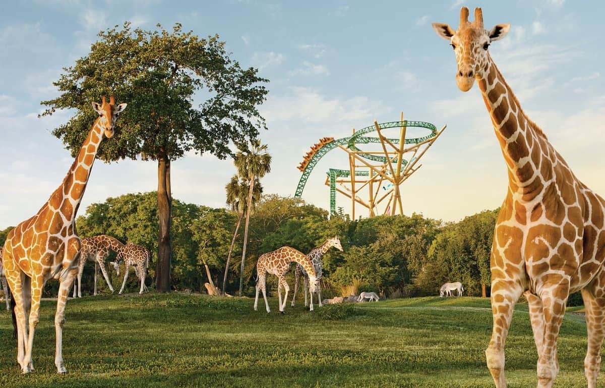 Giraffes and other animals graze on grass with rollercoaster tracks and tall trees in the background under a clear sky.