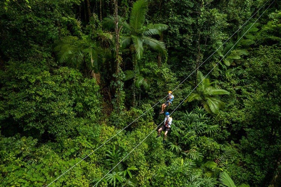 Two people zip-lining through a dense tropical forest, surrounded by lush green vegetation and tall palm trees.