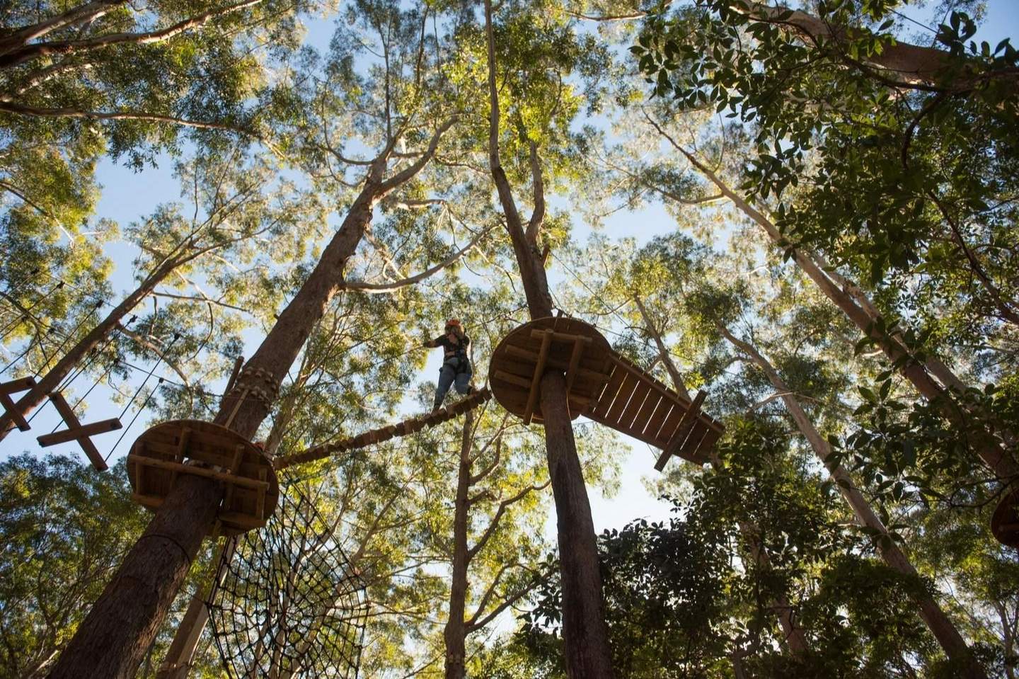 Person crossing a high rope bridge between two tree platforms in a forest, surrounded by tall trees and greenery.