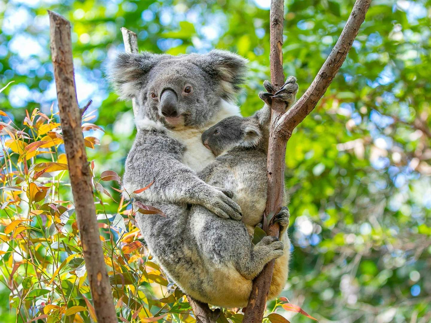 A mother koala and her joey cling to branches in a eucalyptus tree with green foliage in the background.