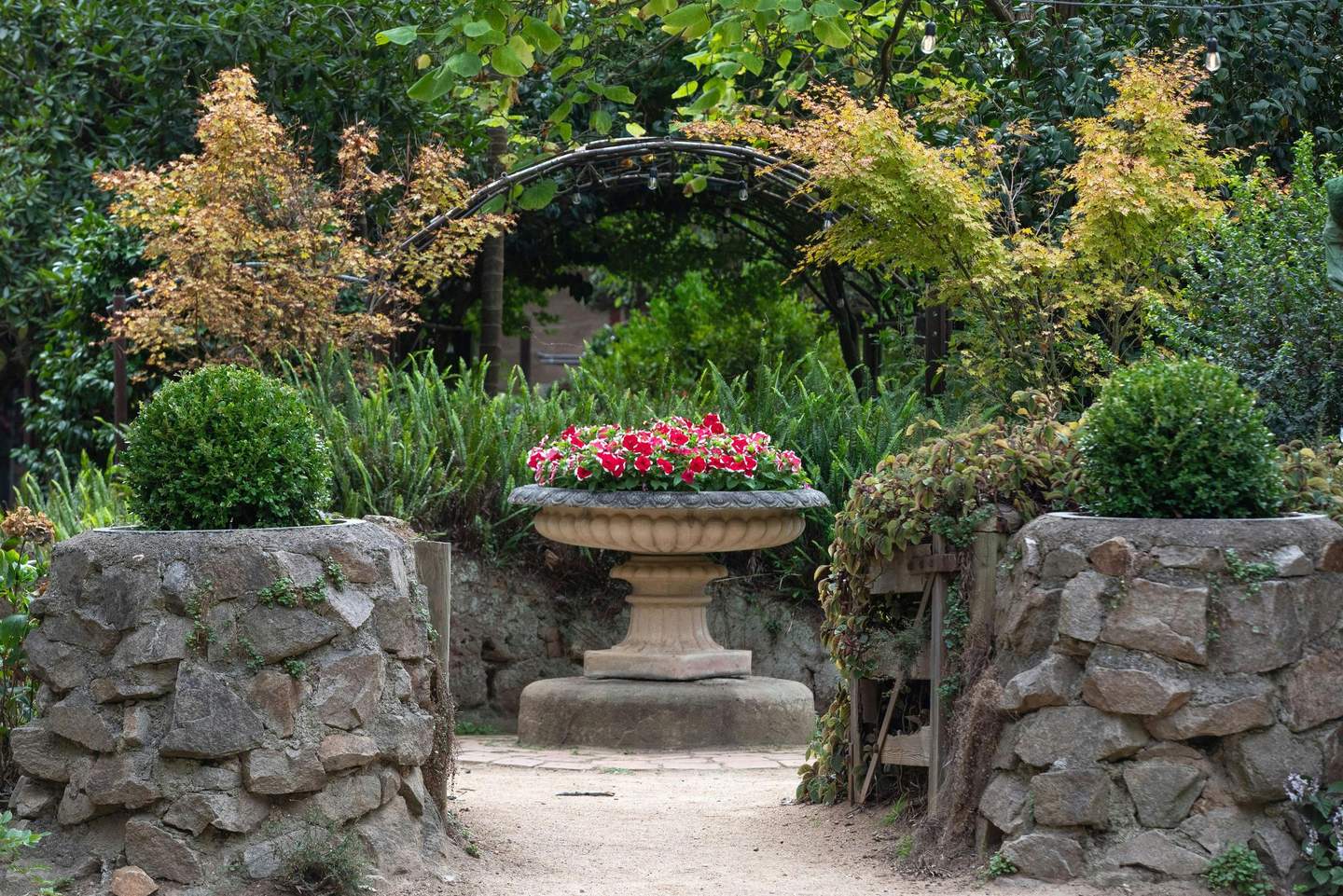 Labirinto e giardini di lavanda di Ashcombe Un sentiero del giardino, fiancheggiato da fioriere in pietra, conduce a una grande fioriera con piedistallo ornato, piena di fiori rossi e circondata da una vegetazione lussureggiante.