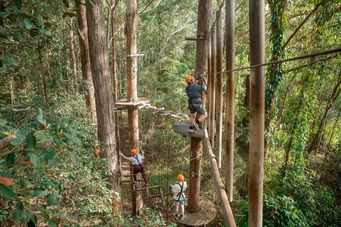 Treetops Adventure Central Coast Three people wearing orange helmets navigate a treetop ropes course in a dense forest.