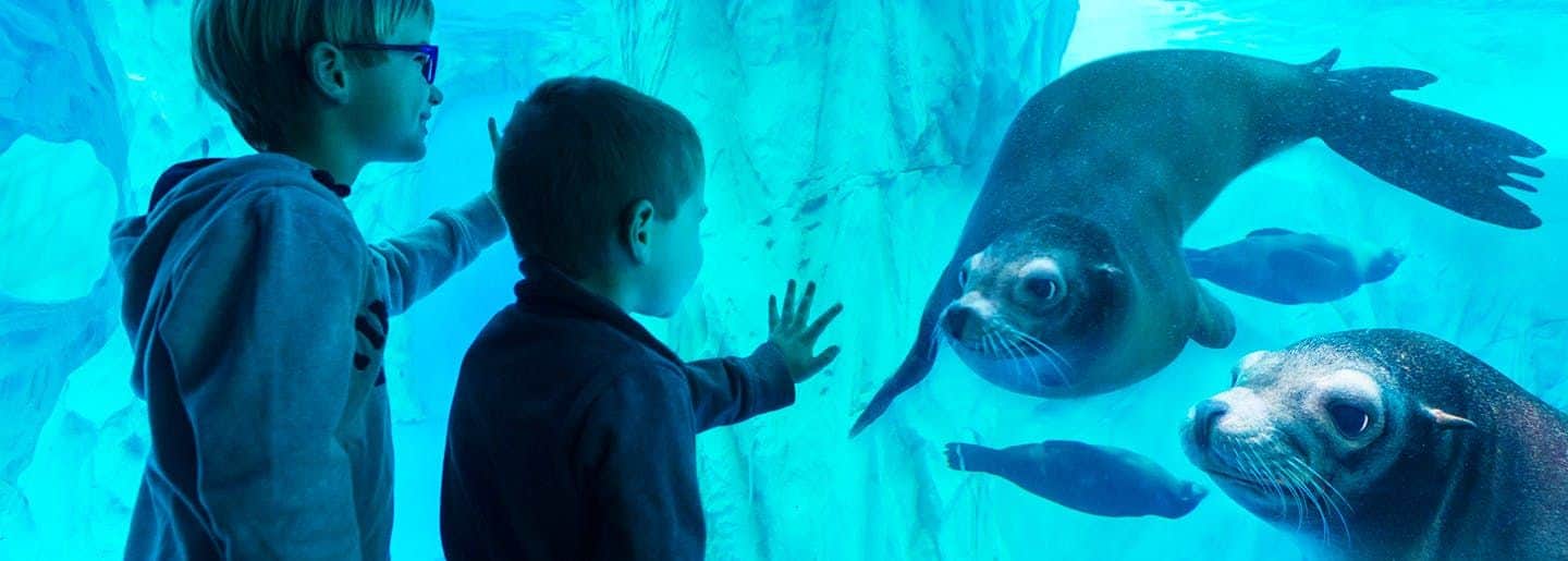 Two children observe sea lions swimming behind the glass in an underwater exhibit, illuminated by blue light.
