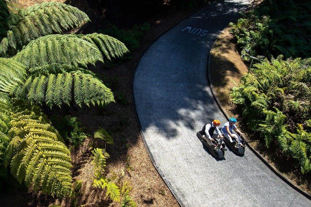 Two people in helmets ride luges down a curving path surrounded by lush green ferns.