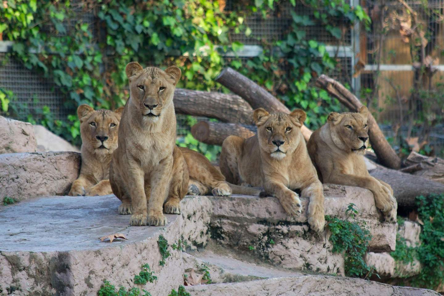 Four lions are resting on rocky steps with a backdrop of greenery and a fence.