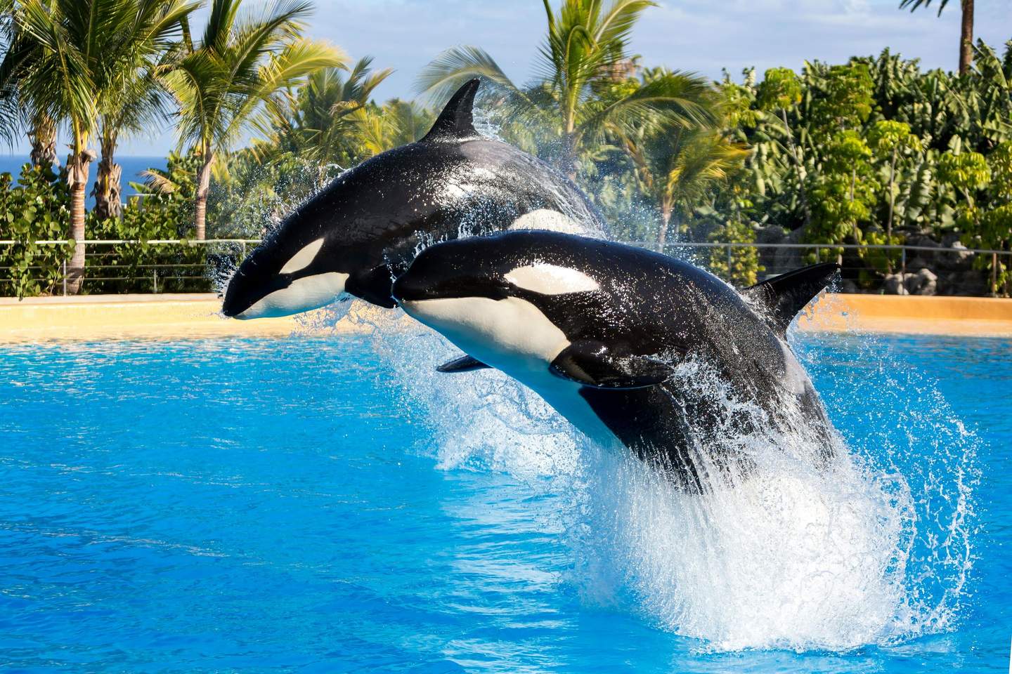 Two orcas jump out of a blue water pool with palm trees and lush greenery in the background.