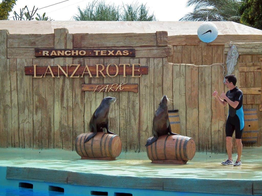 Rancho Texas Lanzarote Park Two sea lions on barrels, with a trainer nearby, performing in front of a wooden fence that reads "Rancho Texas Lanzarote Park."