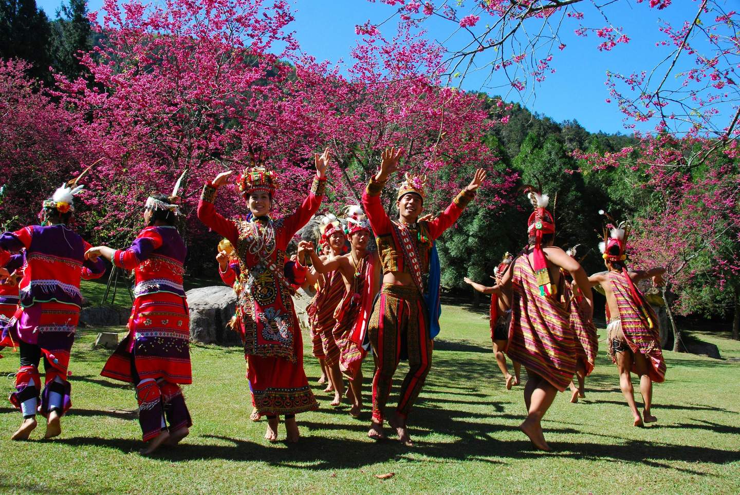 A group of people in colorful traditional attire dance joyfully on a grassy area, surrounded by vibrant pink flowering trees.