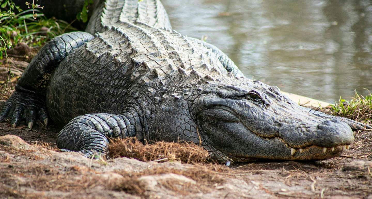 Gatorland Orlando A large alligator with rough, scaly skin rests on the ground near a body of water.