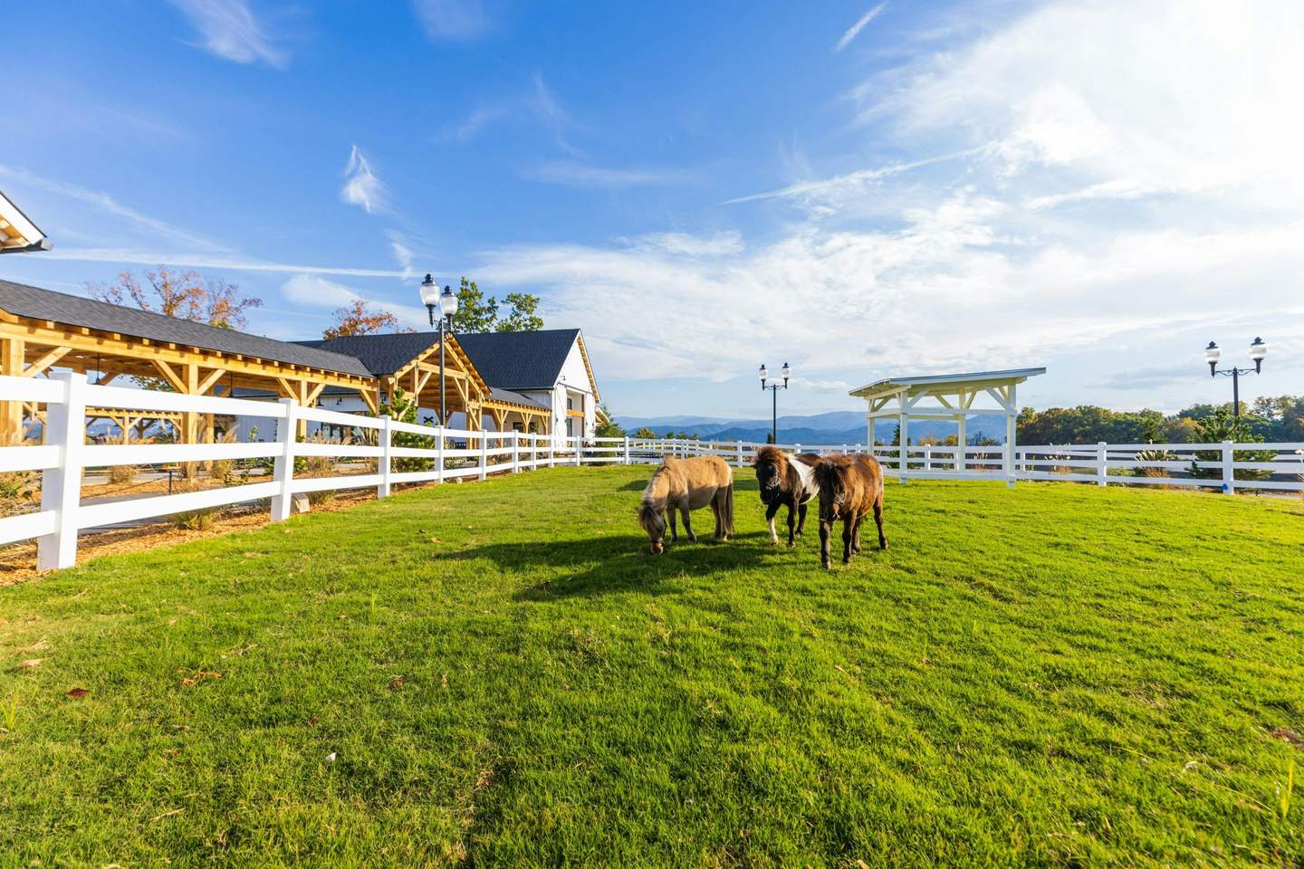 Three miniature horses graze on a green lawn within a white fenced area, surrounded by wooden structures and under a clear blue sky.