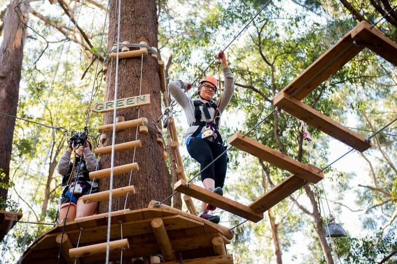 Coffs Harbour: Treetops Adventure