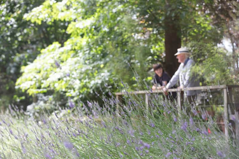 Labirinto e giardini di lavanda di Ashcombe: Biglietto d'ingresso Labirinto e giardini di lavanda di Ashcombe: Biglietto d'ingresso