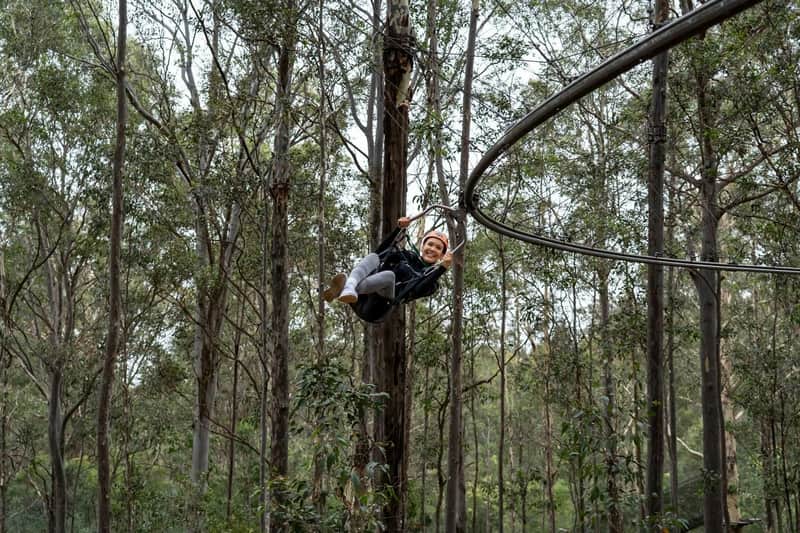 Treetops Adventure Central Coast: Zipcoaster Ride