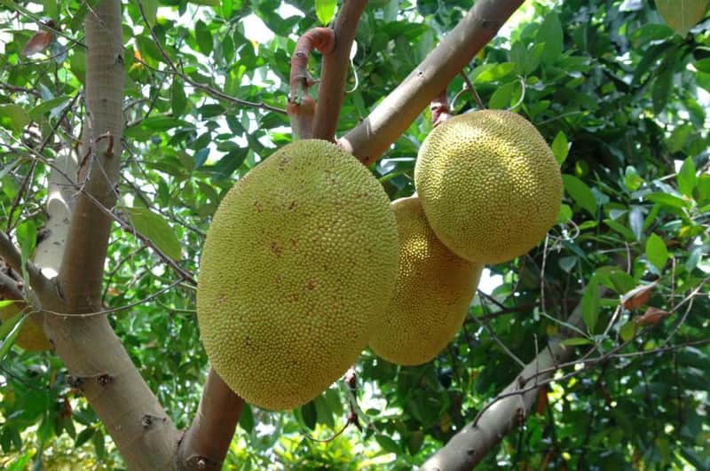Three jackfruits hanging from a tree branch, surrounded by green foliage in a natural setting.
