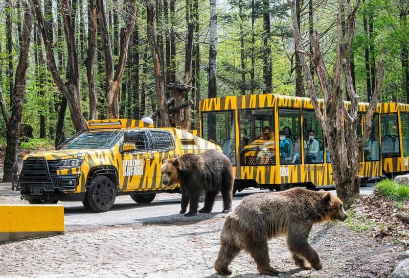 Everland Korea: All-Day Pass Ticket for June-August