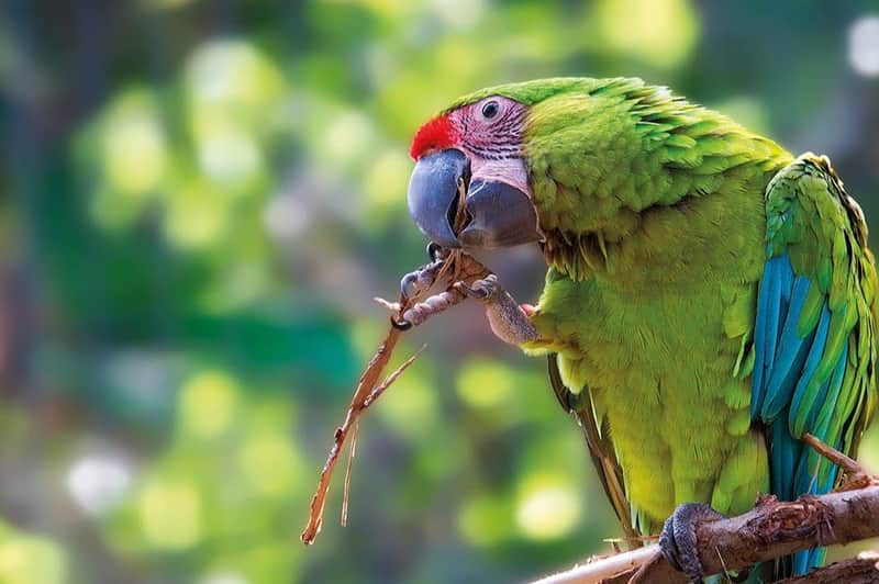 Loro Parque & Siam Park: Entry Ticket + Transfers