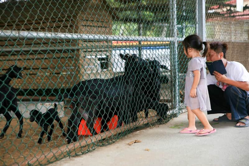 A child and an adult observe a black goat behind a chain-link fence in an outdoor setting.