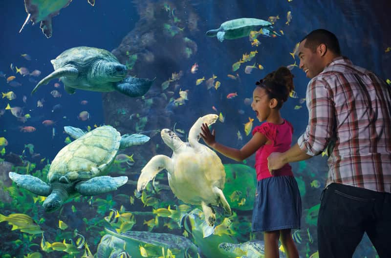 SeaWorld San Diego: Fast Track Ticket