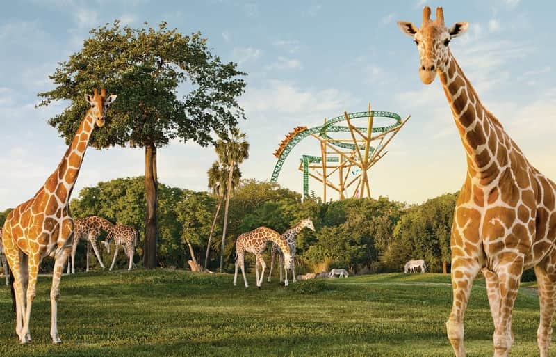 Busch Gardens Tampa: Entry Ticket with Optional Quick Queue