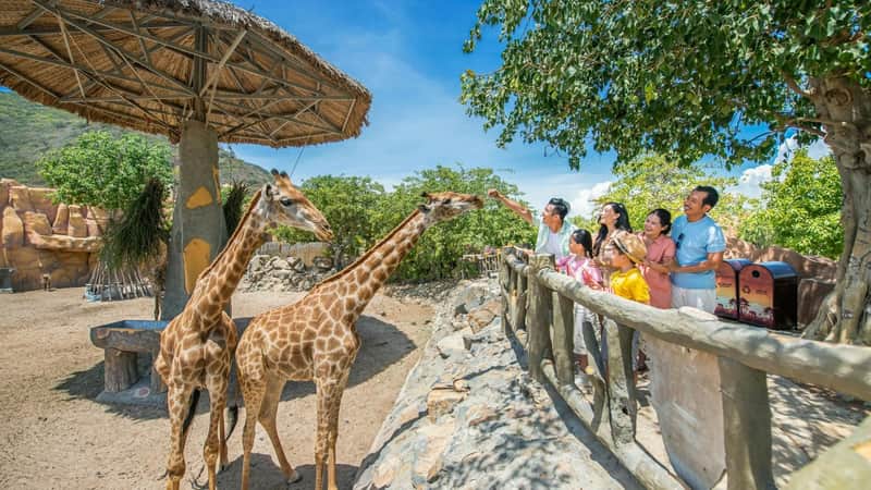 A group of people standing near a fence feeding a giraffe in a sunny outdoor setting with trees in the background.