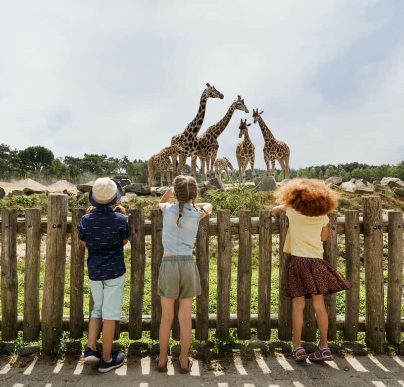 Three children stand at a wooden fence, watching a group of giraffes in an outdoor enclosure on a clear day.