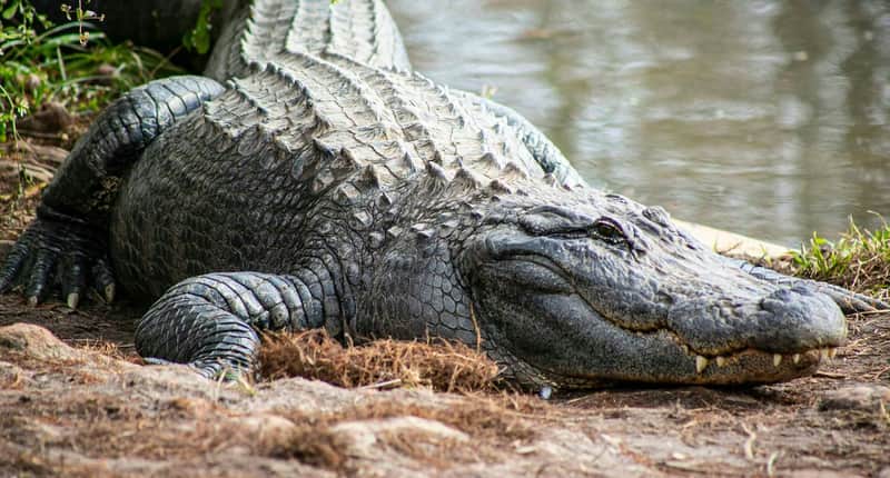 Gatorland Orlando Gatorland Orlando