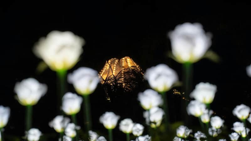 Blurred white flowers in the foreground with a lit structure resembling a volcano in the darkened background.