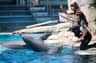 Two women in wetsuits interact with dolphins in a pool, gesturing with their hands. Rocks and water are visible in the background.