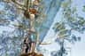 Treetops Adventure Western Sydney