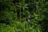 Treetops Adventure Cape Tribulation