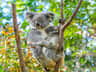 Currumbin Wildlife Sanctuary Park Tickets (Currumbin) A mother koala and her joey cling to branches in a eucalyptus tree with green foliage in the background.