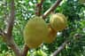 Two large jackfruits hanging from a tree with green leaves in a sunny outdoor setting.