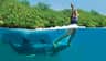 Delphinus Xcaret