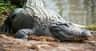 Gatorland Orlando
