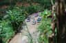 People riding small carts on a winding concrete path surrounded by lush green vegetation.
