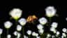 Blurred white flowers in the foreground with a lit structure resembling a volcano in the darkened background.